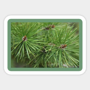 Pine needles Sticker